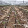 Drip irrigation for watermelon